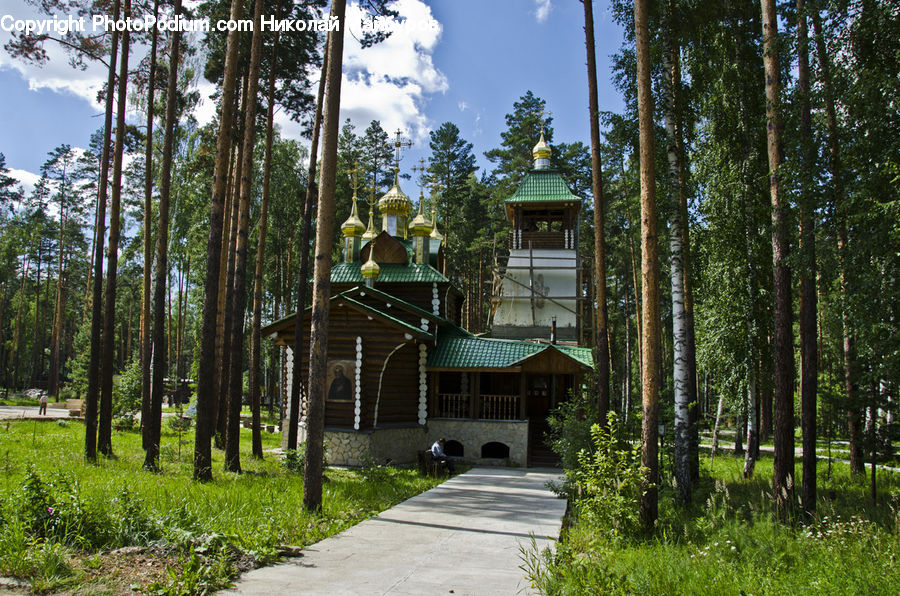 Building, Cottage, Housing, Villa, Fir, Forest, Grove
