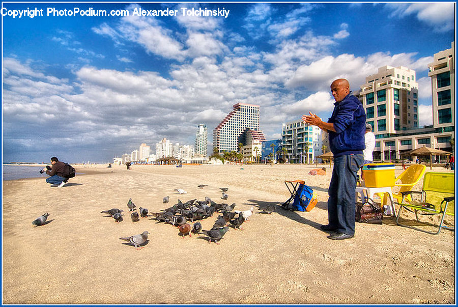Human, People, Person, Bird, Pigeon, Barrow, Vehicle