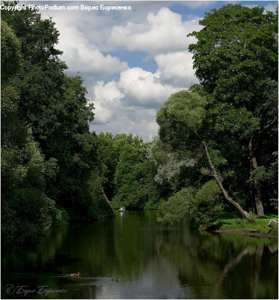Conifer, Fir, Plant, Tree, Outdoors, Pond, Water