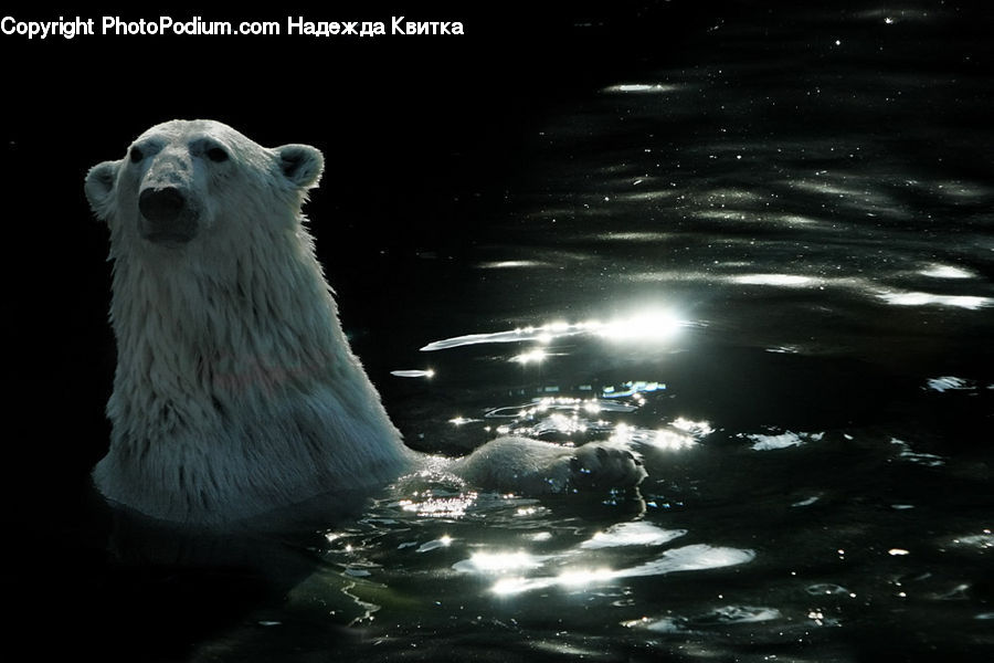 Animal, Bear, Mammal, Night, Outdoors, Polar Bear, Nebula