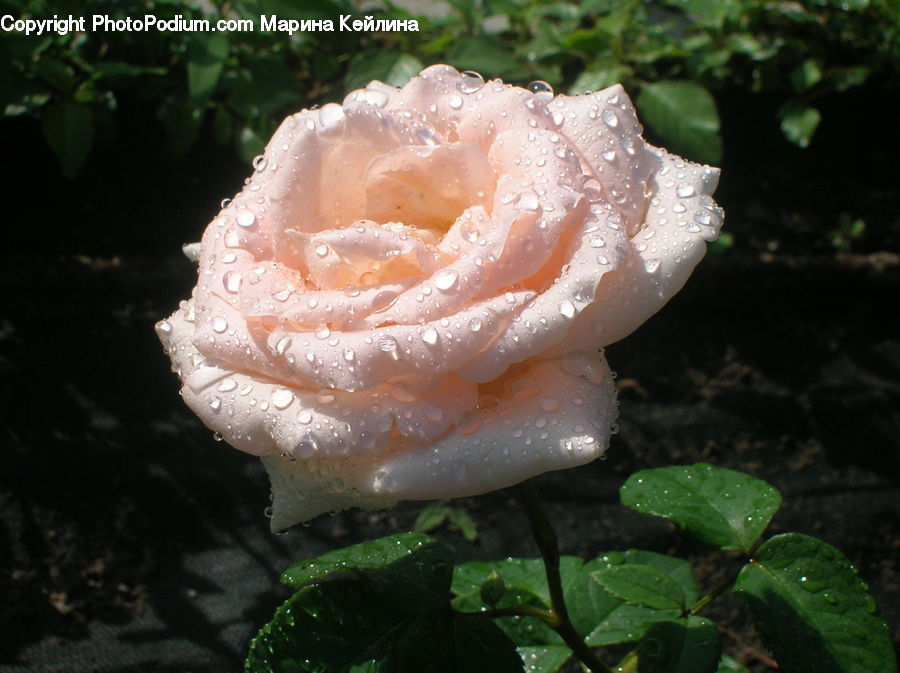 Blossom, Flower, Plant, Rose, Agaric, Amanita, Fungus