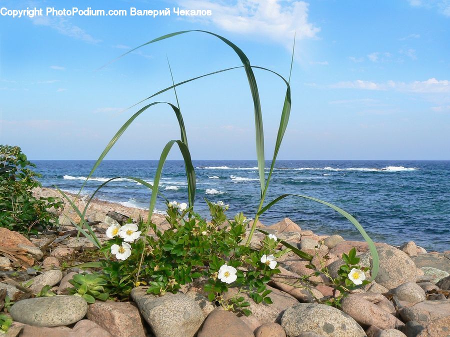 Plant, Potted Plant, Arch, Outdoors, Sea, Water, Vegetation