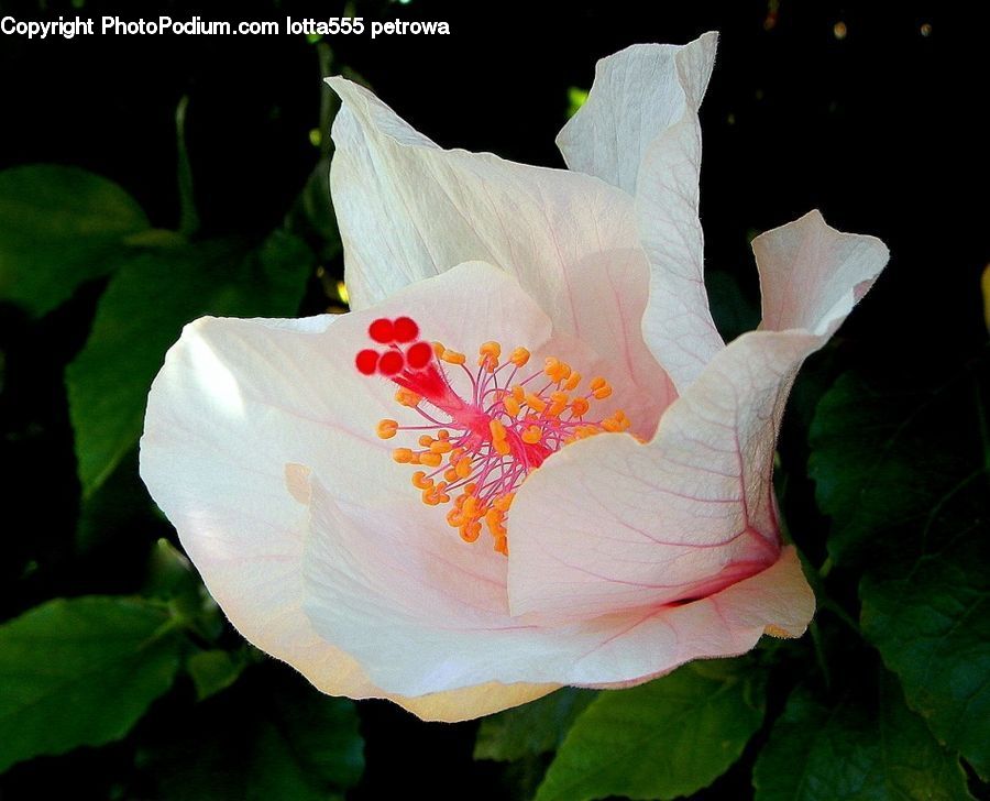 Flora, Flower, Hibiscus, Plant, Poppy, Blossom, Dahlia