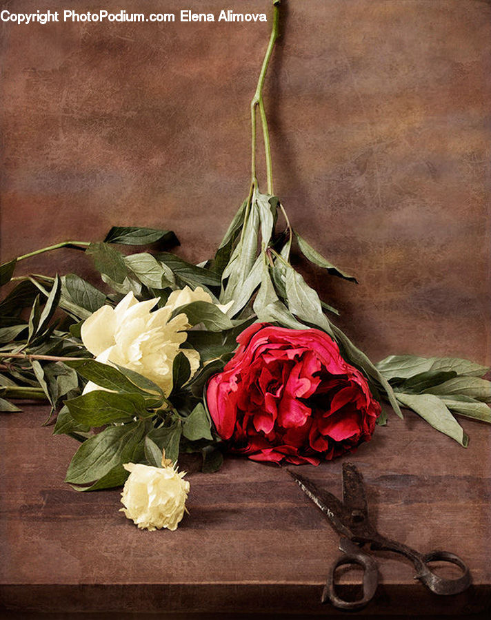 Plant, Potted Plant, Floral Design, Flower, Flower Arrangement, Flower Bouquet, Ikebana
