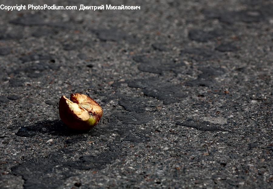 Acorn, Plant, Seed, Asphalt, Tarmac, Onion, Produce