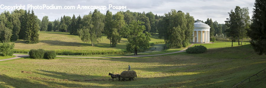 Conifer, Fir, Plant, Tree, Field, Grass, Lawn