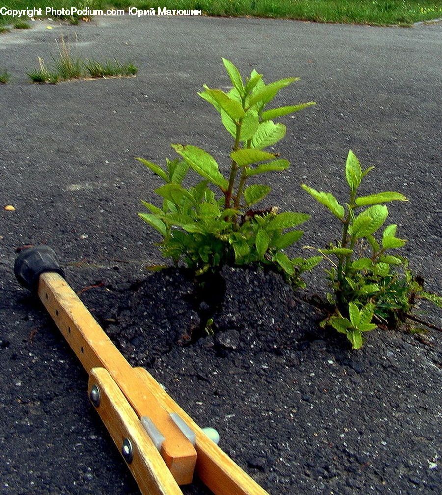 Fern, Plant, Asphalt, Tarmac, Conifer, Fir, Tree