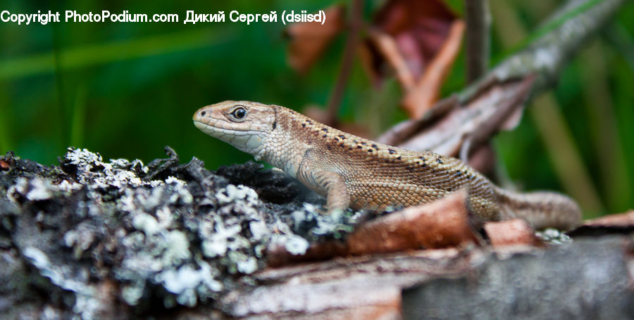 Lizard, Reptile, Gecko, Wildlife, Agaric, Amanita, Fungus