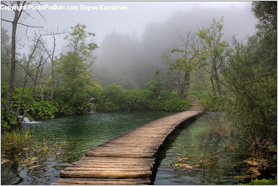 Boardwalk, Deck, Path, Sidewalk, Walkway, Forest, Vegetation
