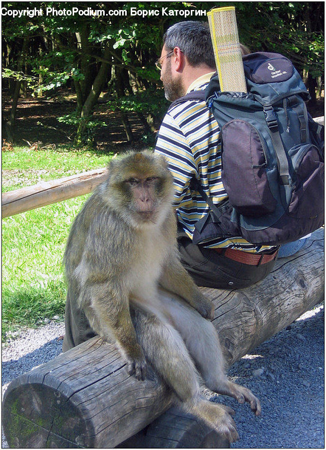 Animal, Mammal, Monkey, People, Person, Human, Face