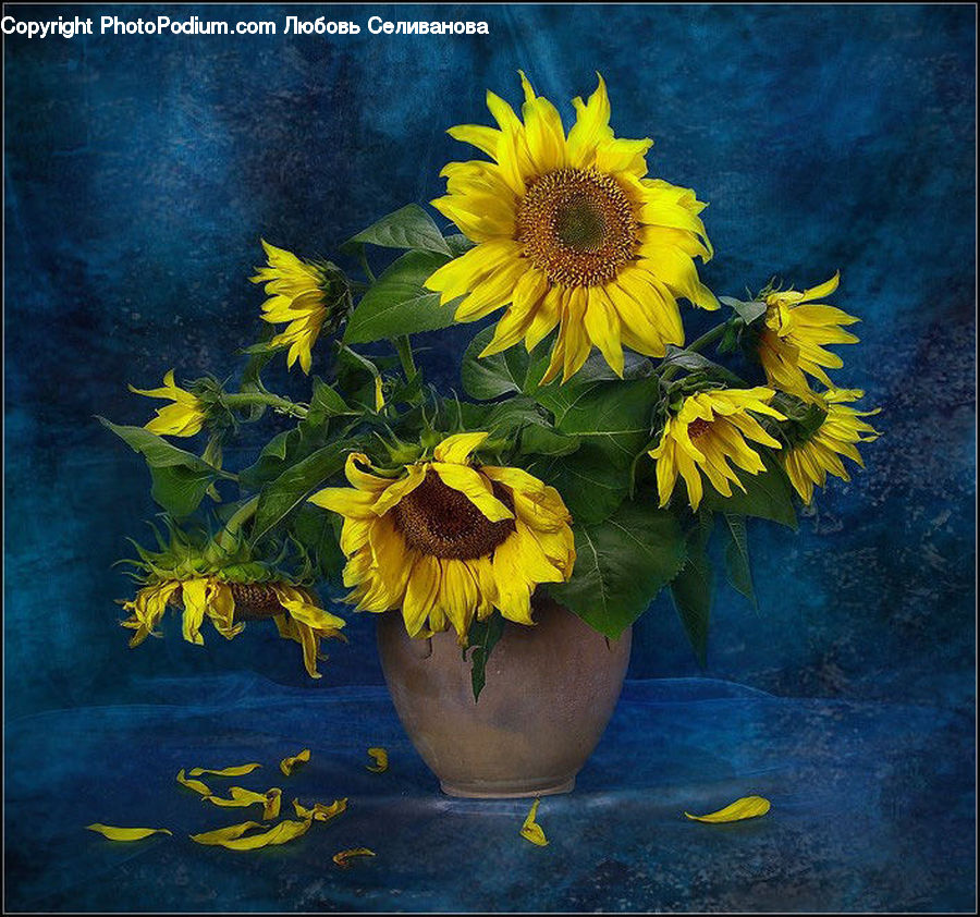 Blossom, Flora, Flower, Plant, Sunflower, Potted Plant, Flower Arrangement