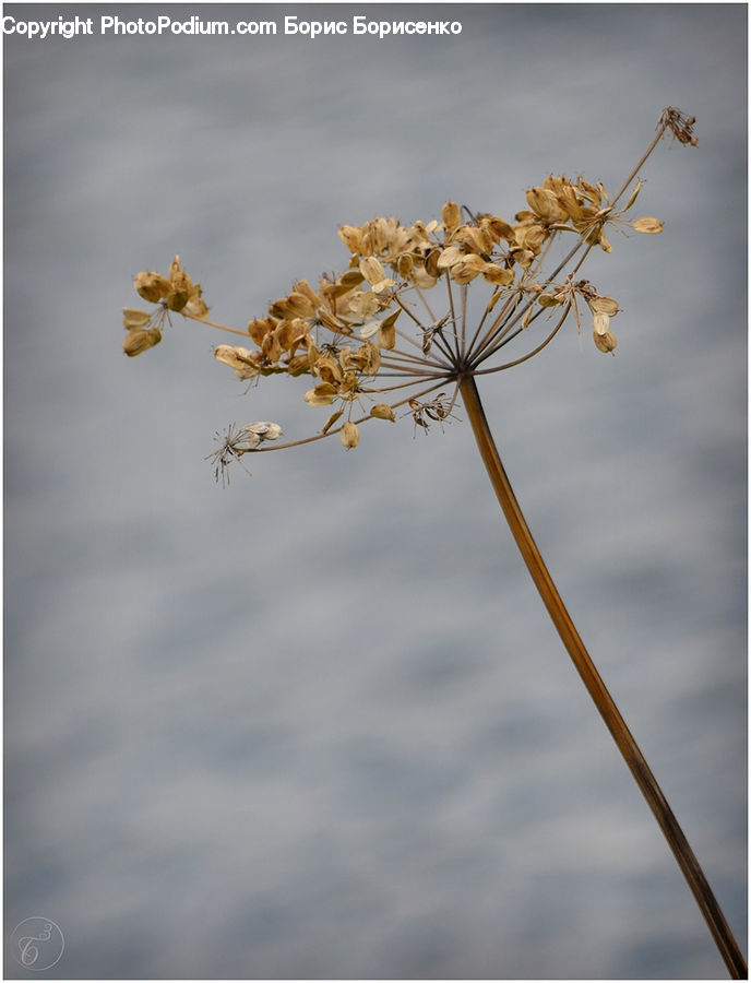 Dill, Plant, Blossom, Flora, Flower, Cherry Blossom, Daisies
