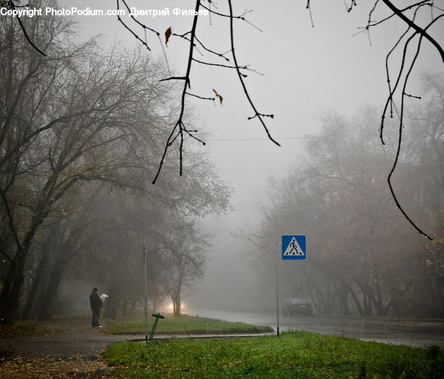 Fog, Ice, Outdoors, Snow, Mist, Plant, Tree
