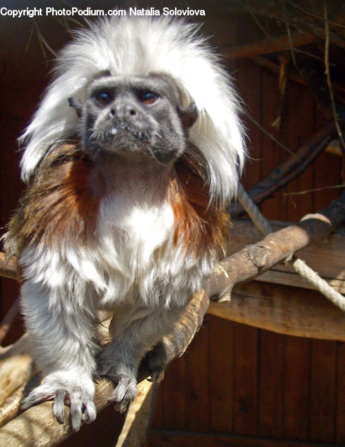 Animal, Canine, Dog, Mammal, Papillon, Pet, Spaniel