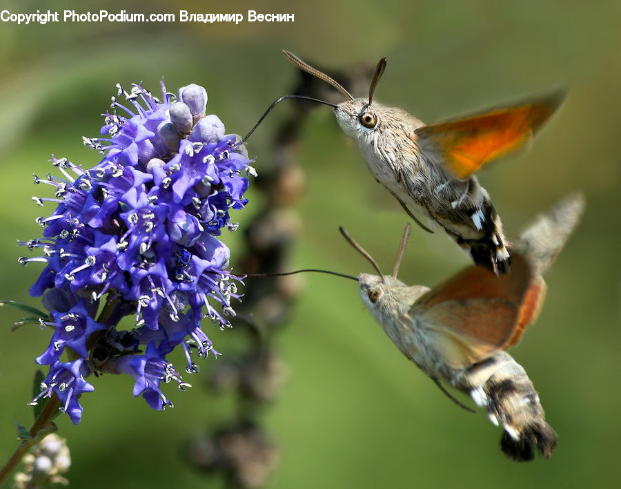 Butterfly, Insect, Invertebrate, Moth, Blossom, Flora, Flower