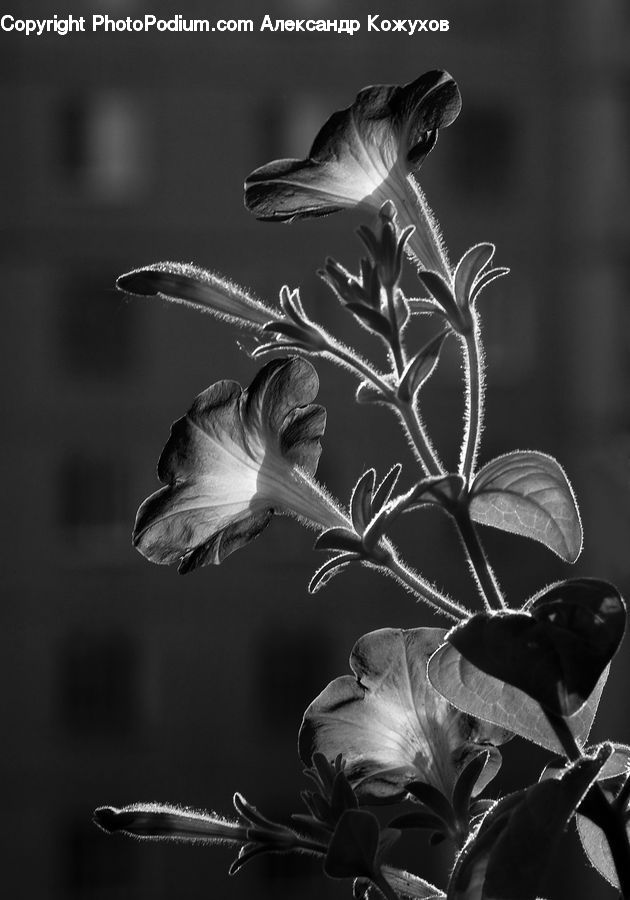 Acanthaceae, Annonaceae, Blossom, Flora, Plant, Flower, Gladiolus
