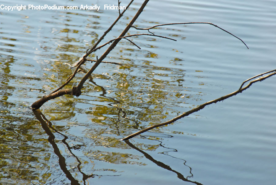 Land, Marsh, Pond, Swamp, Water, Field, Grass