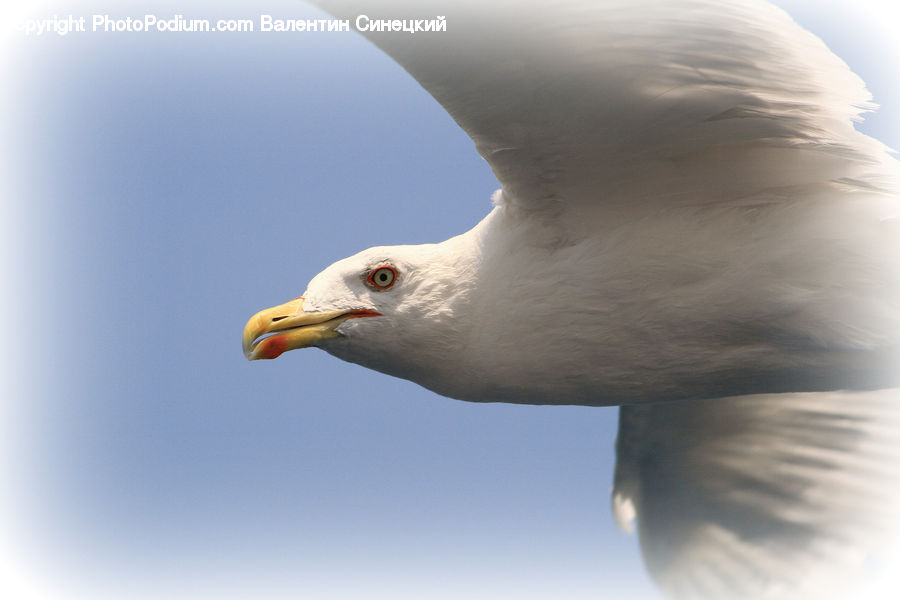 Bird, Seagull, Beak, Eagle, Booby