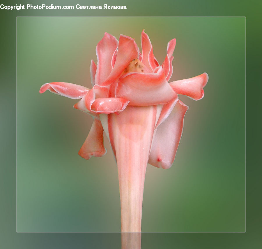 Blossom, Flora, Flower, Petal, Plant, Gladiolus, Geranium