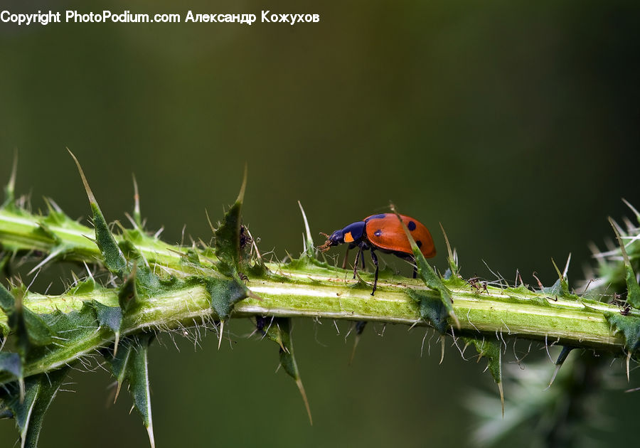 Bee Eater, Bird, Insect, Invertebrate, Amphibian, Frog, Wildlife
