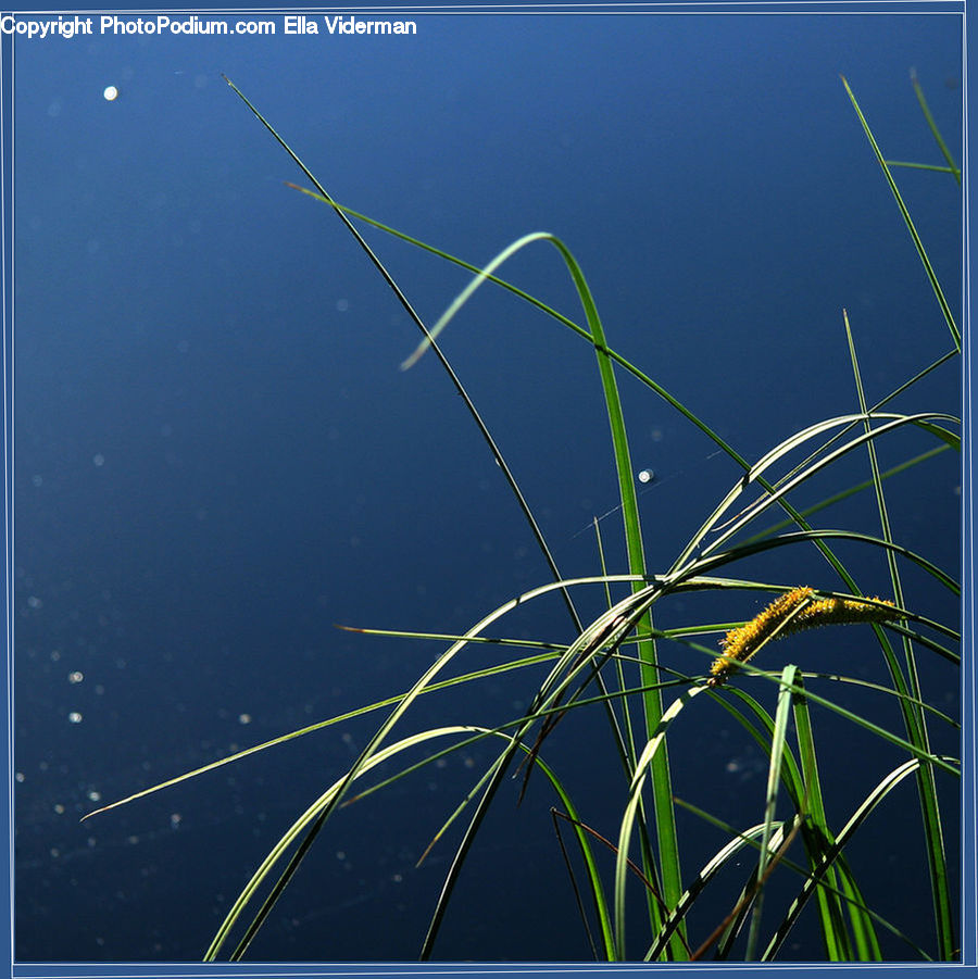 Field, Grass, Grassland, Plant, Light, Algae, Vegetation
