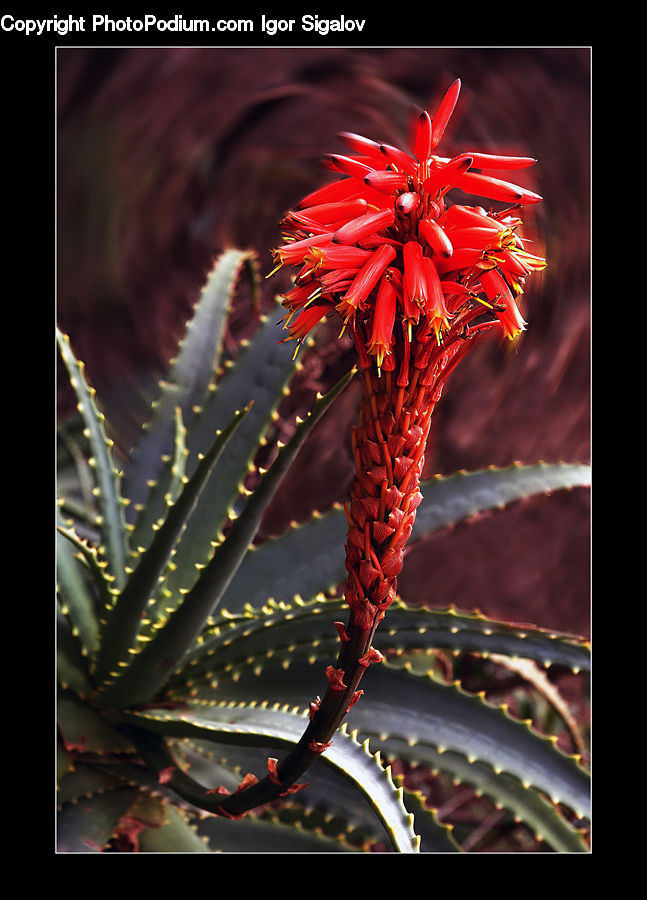Aloe, Plant, Eel, Fish, Sea Life, Blossom, Flora