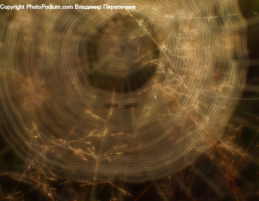 Arachnid, Garden Spider, Insect, Invertebrate, Spider, Spider Web