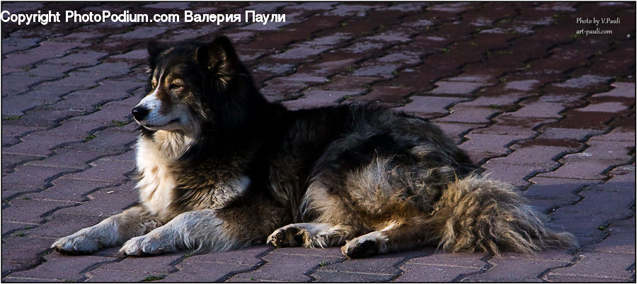 Animal, Canine, Collie, Dog, Mammal, Pet, Terrier