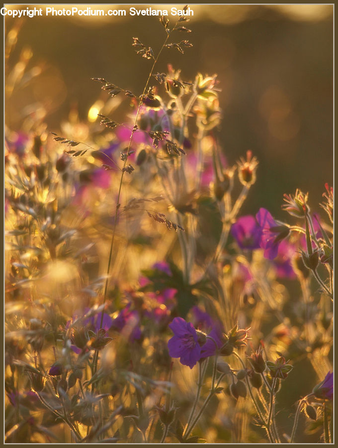 Blossom, Flora, Flower, Geranium, Plant, Cosmos, Crocus