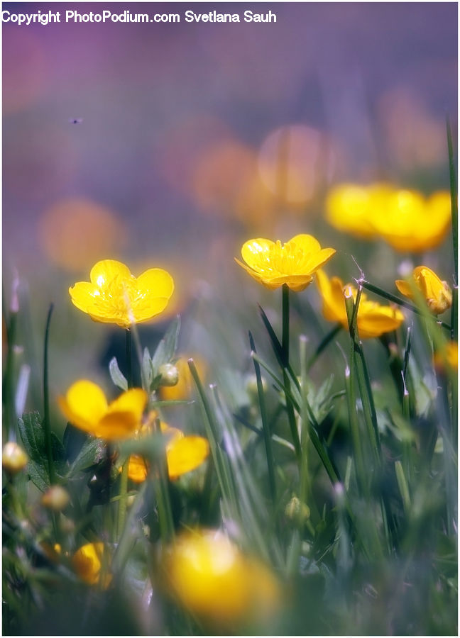 Field, Grass, Grassland, Plant, Blossom, Flora, Flower