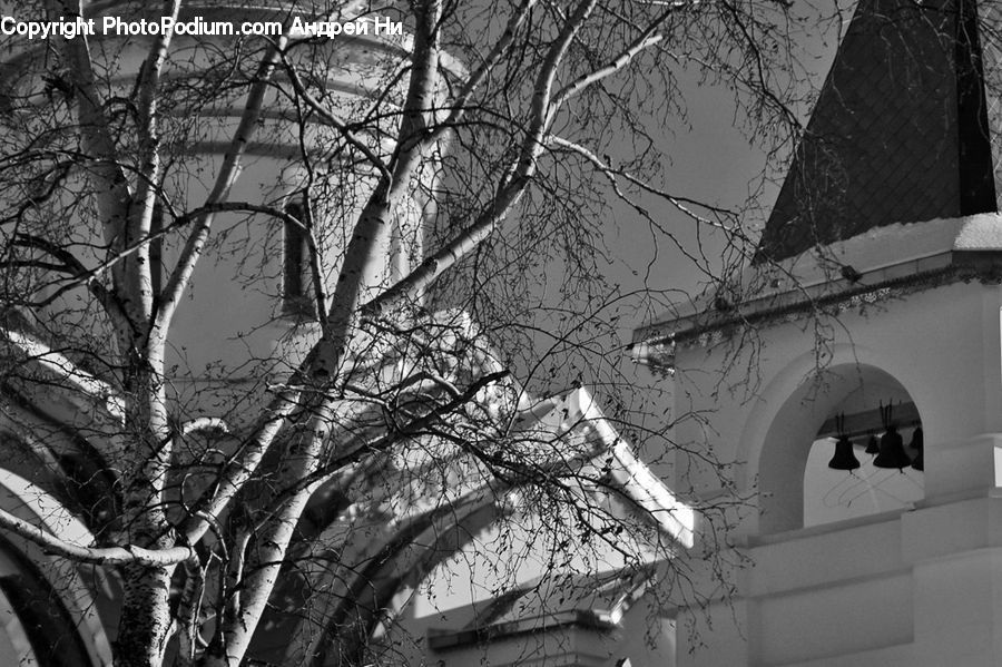 Arch, Plant, Tree, Birch, Wood, Architecture, Cathedral