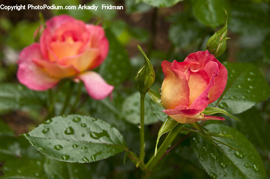 Bud, Plant, Blossom, Flower, Rose, Flora, Geranium