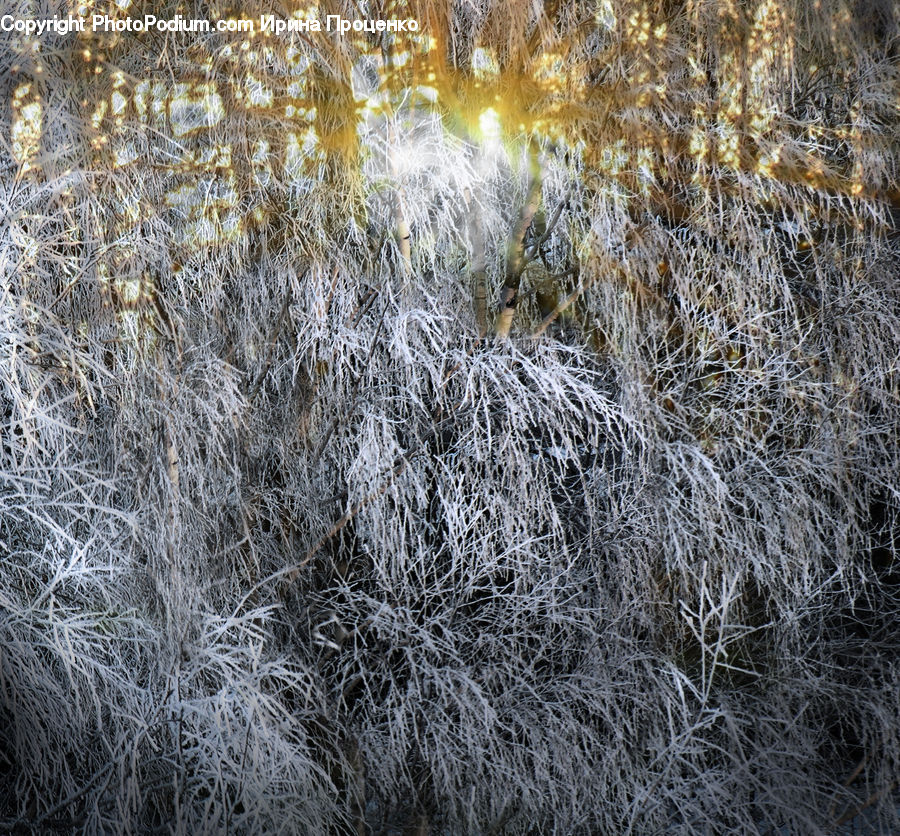 Frost, Ice, Outdoors, Snow, Field, Grass, Grassland