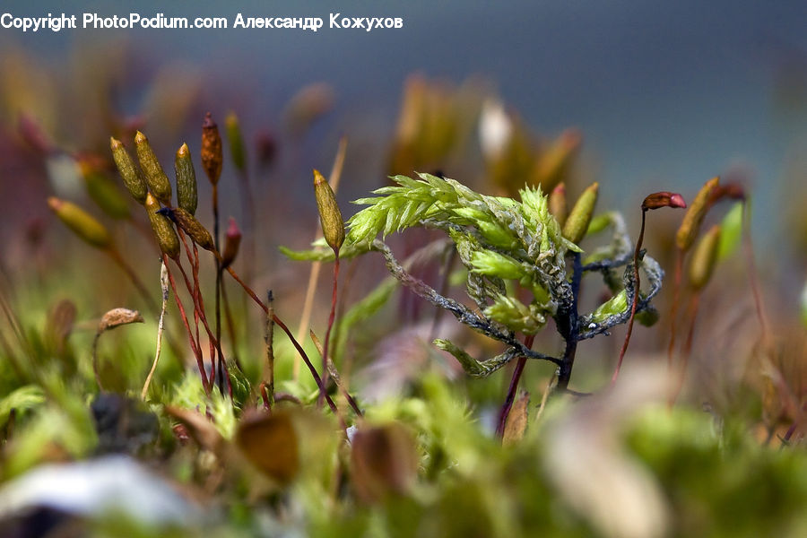 Bud, Plant, Conifer, Fir, Tree, Moss, Grass