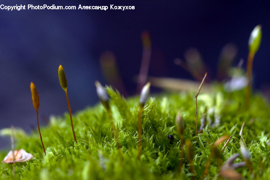 Moss, Plant, Field, Grass, Grassland, Ball, Sphere