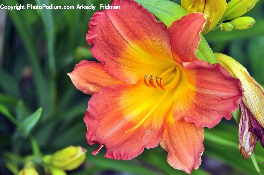 Flora, Flower, Gladiolus, Plant, Blossom, Petal, Lily