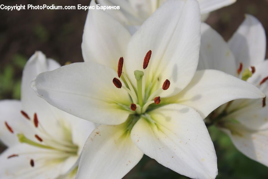 Flora, Flower, Lily, Plant, Blossom, Geranium, Pollen