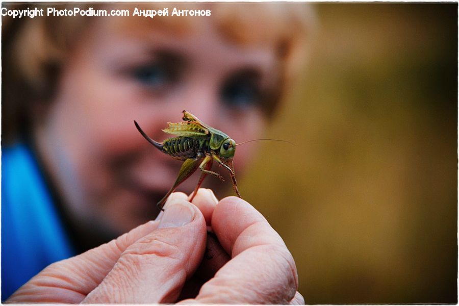 People, Person, Human, Cricket Insect, Grasshopper, Insect, Invertebrate