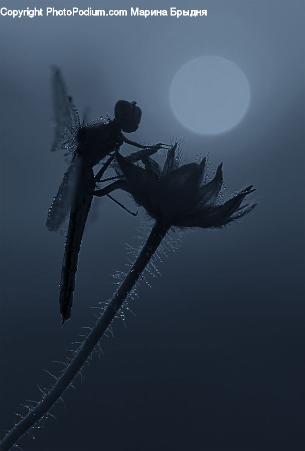 Arachnid, Black Widow, Garden Spider, Insect, Invertebrate, Spider, Cricket Insect