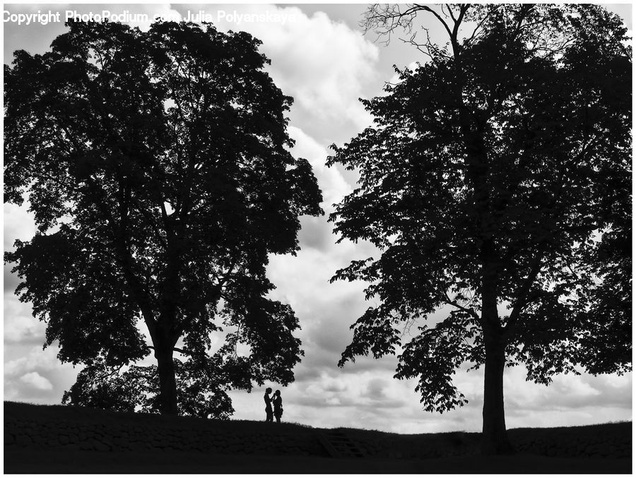 Plant, Tree, Oak, Wood, Forest, Jungle, Rainforest