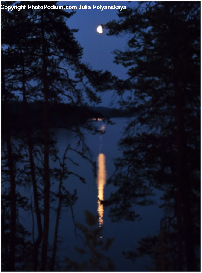 Lamp Post, Pole, Conifer, Fir, Plant, Tree, Astronomy