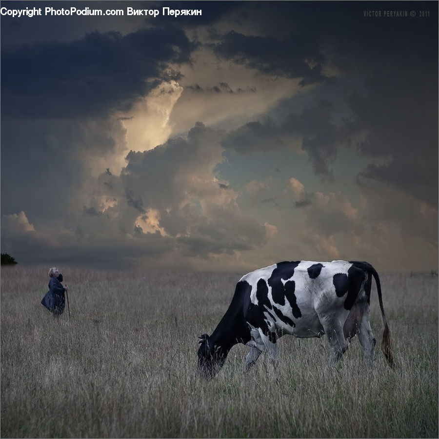 Animal, Cattle, Cow, Dairy Cow, Mammal
