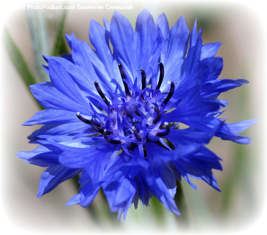 Blossom, Flora, Flower, Plant, Dahlia, Flower Arrangement, Flower Bouquet