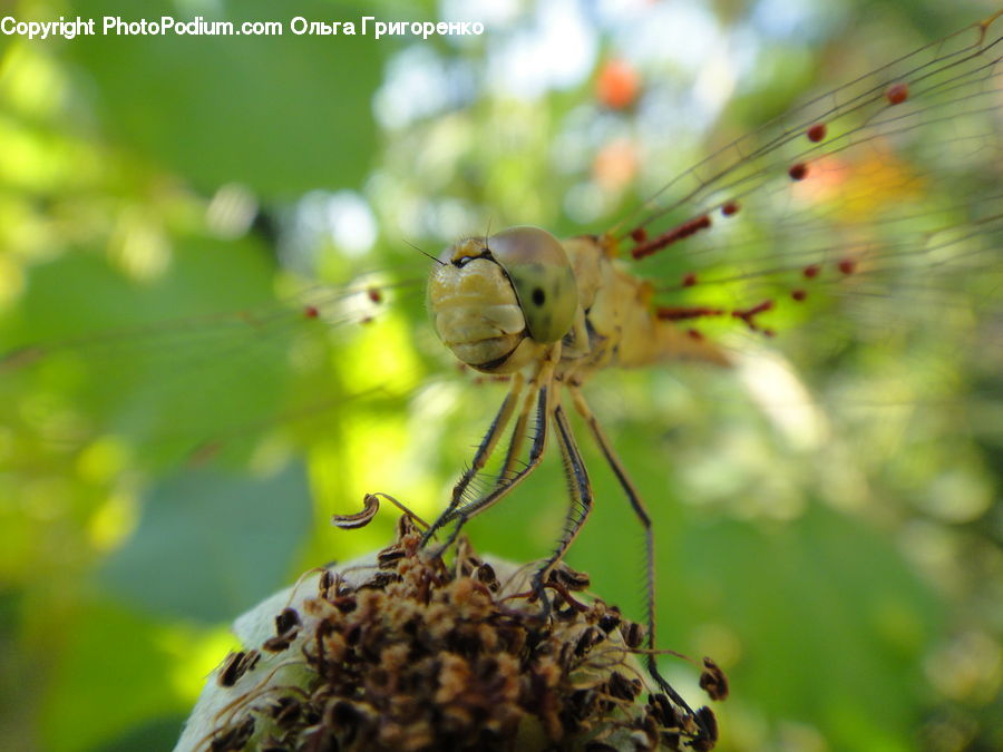 Arachnid, Garden Spider, Insect, Invertebrate, Spider, Anisoptera, Dragonfly