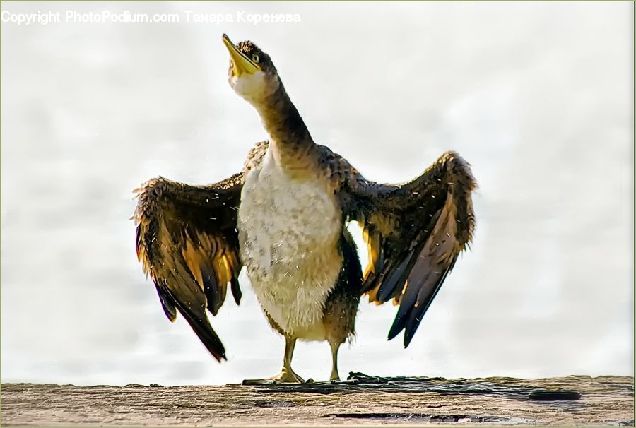 Bird, Beak, Anhinga, Cormorant, Pelican, Buzzard, Harrier