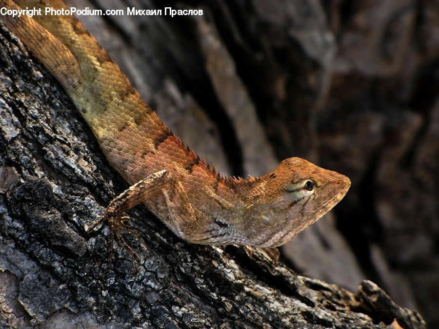 Lizard, Reptile, Amphibian, Wildlife, Toad, Gecko, Rattlesnake