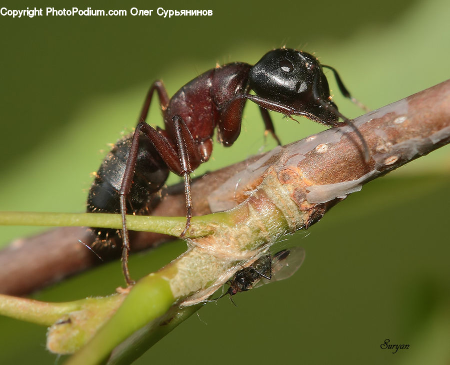 Aphid, Insect, Invertebrate, Mosquito, Cockroach, Asilidae, Andrena