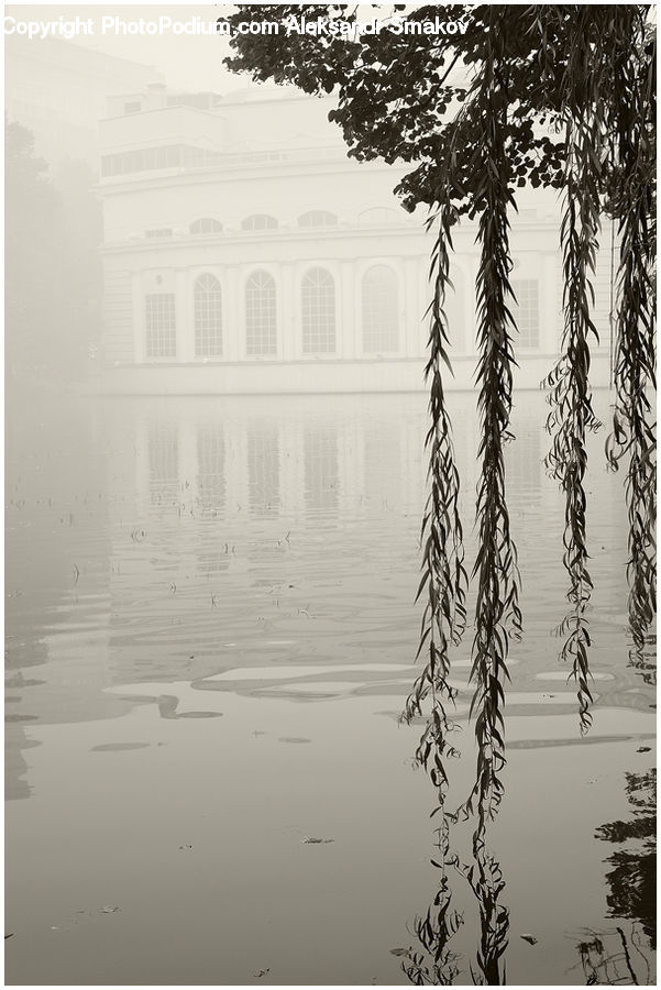 Outdoors, Ripple, Water, Plant, Tree