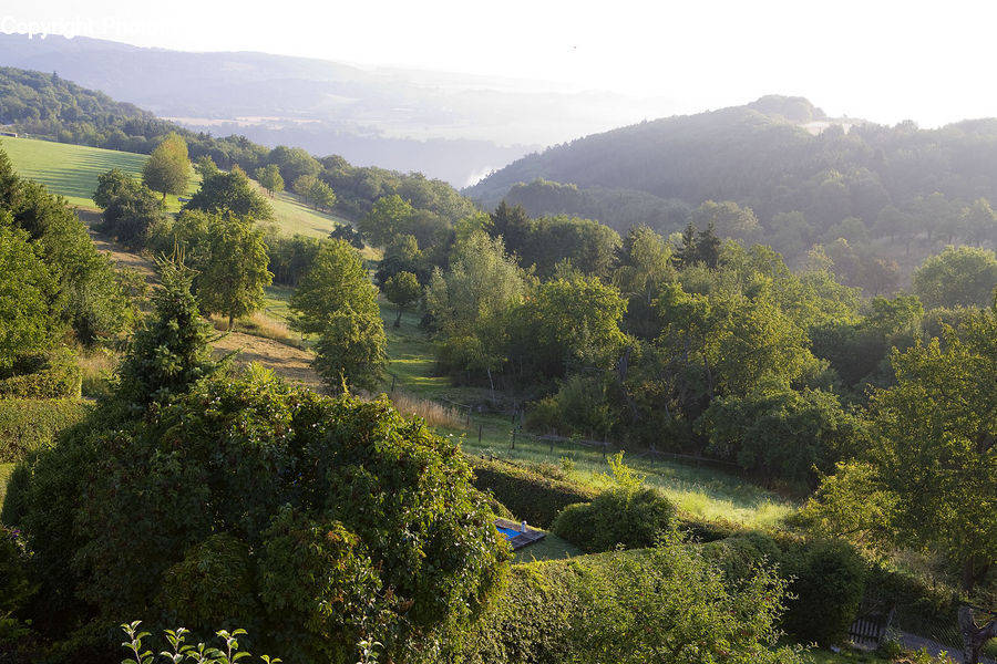 Countryside, Hill, Outdoors, Conifer, Fir, Plant, Tree