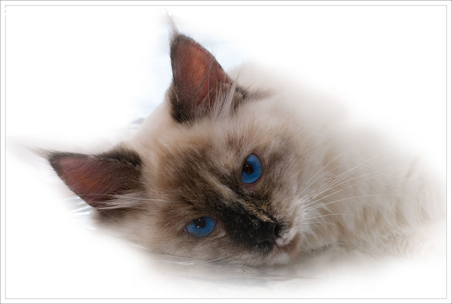 Animal, Cat, Pet, Siamese, Kitten, Mammal